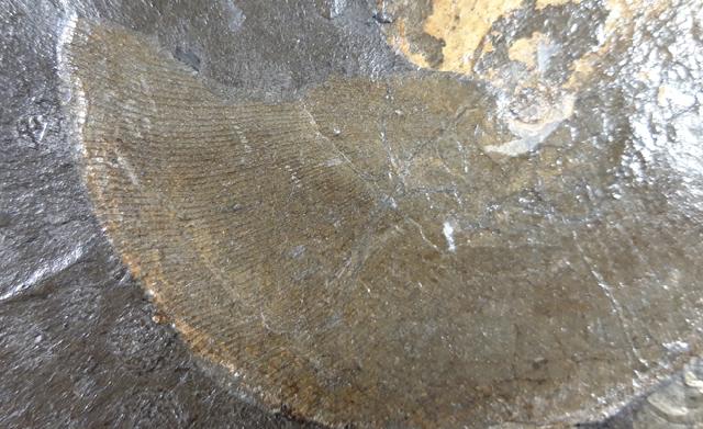 Phylloceras (Phylloceras) heterophyllum (SOWERBY 1820) - Bild © FossNet FossilienStore